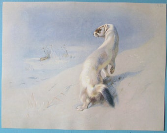 Stoat or Ermine Animal Art Print, Book Plate/ Weasel, Large Book Page Color Plate by Archibald Thorburn for framing/ 9 3/4 X 12 1/4"