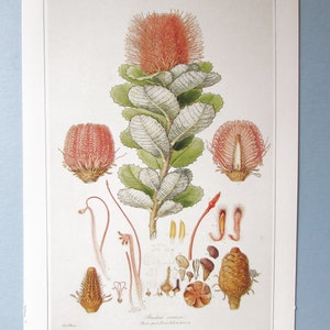 Scarlet Banksia Botanical Art Print/ 1800&#39;s Wild Flower, tree Book Plate Illustration Wall Art, Ferdinand Lucas Bauer/ 9 3/4 X 14&quot;