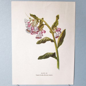 Wild flower Virginia Bluebells Botanical Art Print/ Vintage Wildflower Color Book Plate 163 Lithograph Wall Art to frame/ 7 3/4 X 10 3/8"