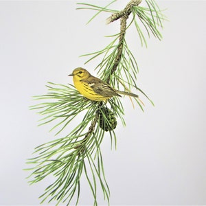 Prairie Warbler Bird Art Print, Book Plate/ 1970&#39;s Large Forest Bird Book Page Color Plate by Lansdowne for framing/ 9 1/2 X 13&quot;