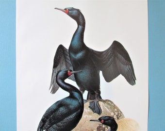 Baird's Cormorant Bird Art Print, Book Plate/ 1970's Large Seabird Book Page Color Plate by Lansdowne for framing/ 10 1/8 X 14 1/4"