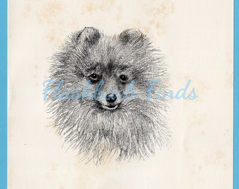 ポメラニアンの鉛筆画 – オリジナル白黒犬の肖像画（8 x 6インチ