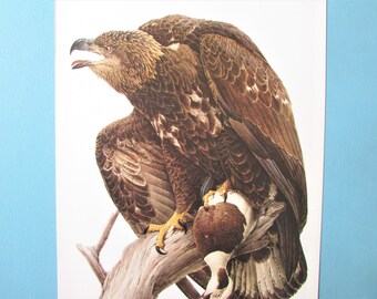 May include: A brown and white bald eagle with its talons gripping a brown and white duck. The eagle is perched on a branch with its wings spread out.