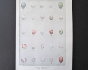 Bird Eggs Print, Book Plate/ 1930's Book Page Color Plate Illustration of 25 American bird eggs by Fuertes for framing/ 7 3/4" X 11"