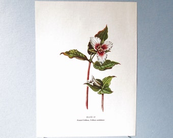 Wild flower Painted Trillium Botanical Art Print/ Vintage Wildflower Book Plate 27 Lithograph Wall Art for framing/ 7 3/4 X 10 3/8"