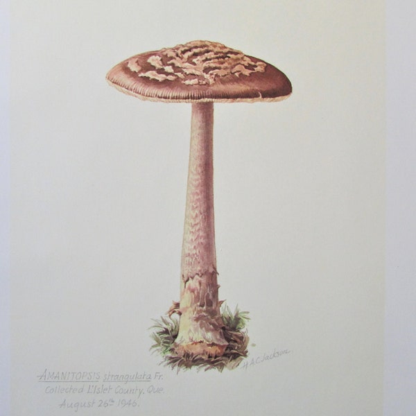 Snakeskin Grisette Mushroom Botanical Art Print, Color Plate/ Fungus Mycology Book Plate 34 Watercolour Wall Art for framing/ 9 1/2" X 13"