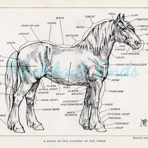 Pferd Anatomisch Bild Kunstdruck/ Antike Buchseite Plattendiagramm, Illustration, Wandkunst von Edward Miner, zum Rahmen 6 3/4 "X 9 5/8"