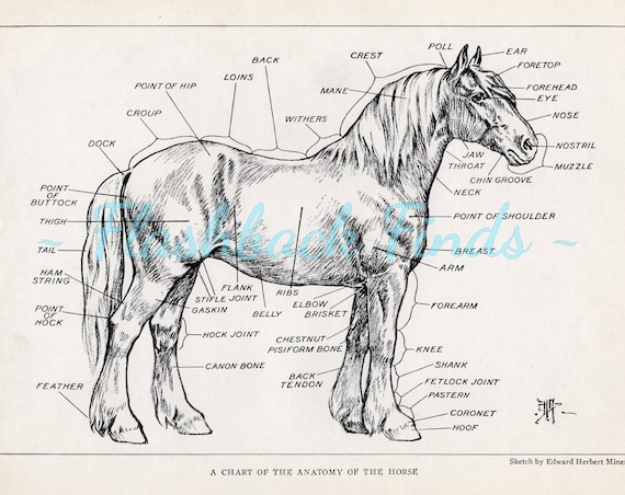 Horse Anatomy Diagram Horse (External Anatomy)