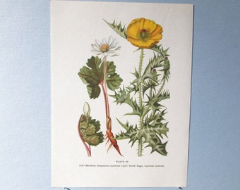 White Wildflower Bloodroot 5 x 7 Blank Legacy II Fine Art Greeting Card Watercolor