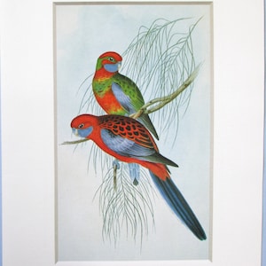 Crimson Rosella Parakeet Bird Art Print, Book Plate. 1800&#39;s color Book Page Plate by H C Richter for John Gould to frame/ 9 1/4 X 12 3/4&quot;