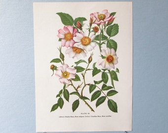 Wild flower Prairie Rose Botanical Art Print/ Wildflower Carolina Rose Color Book Plate 83 Lithograph Wall Art to frame/ 7 3/4 X 10 3/8"