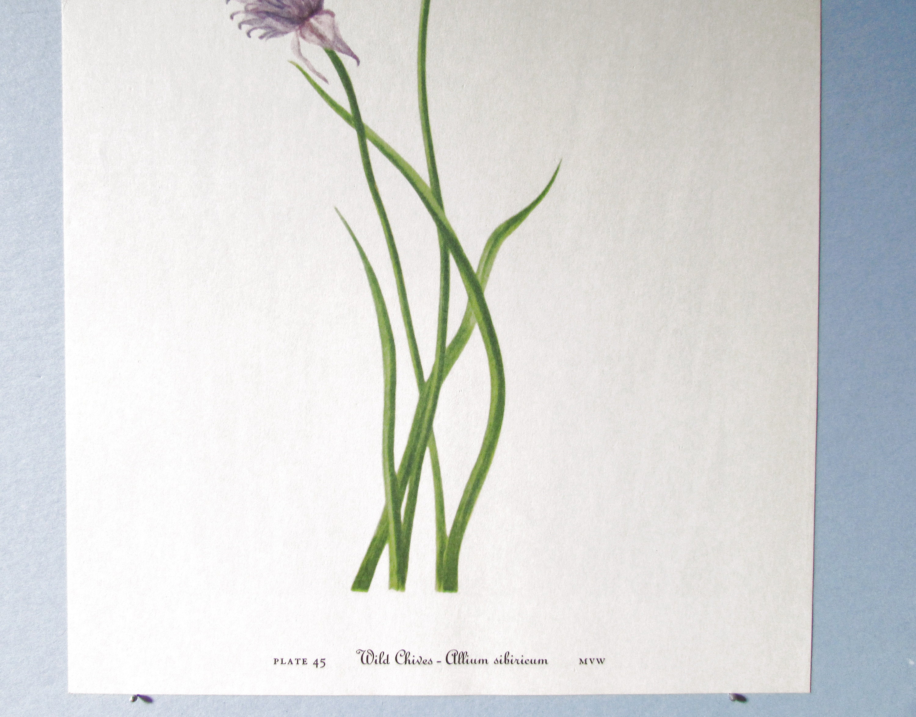 Wild Flower Wild Onion Botanical Art Print/ Vintage Wildflower