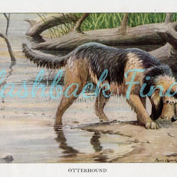 Otterhound Hunting Dog Art Print/ Water dog, family dog, small Book Plate, Wall Art Decor by Louis Agassiz Fuertes for framing/ 4 1/4" X 6"
