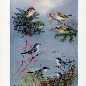 Op de afbeelding: Een vintage illustratie van verschillende vogelsoorten die op takken met bladeren zitten. De vogels hebben een reeks kleuren, waaronder blauw, grijs, geel en bruin, tegen een zachte blauwe achtergrond. Het kunstwerk toont gedetailleerde afbeeldingen van de vogels en hun natuurlijke habitat.