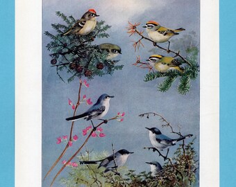 Può includere: Un'illustrazione vintage di varie specie di uccelli appollaiati su rami con fogliame. Gli uccelli presentano una gamma di colori, tra cui blu, grigio, giallo e marrone, su uno sfondo blu tenue. L'opera d'arte presenta raffigurazioni dettagliate degli uccelli e del loro habitat naturale.