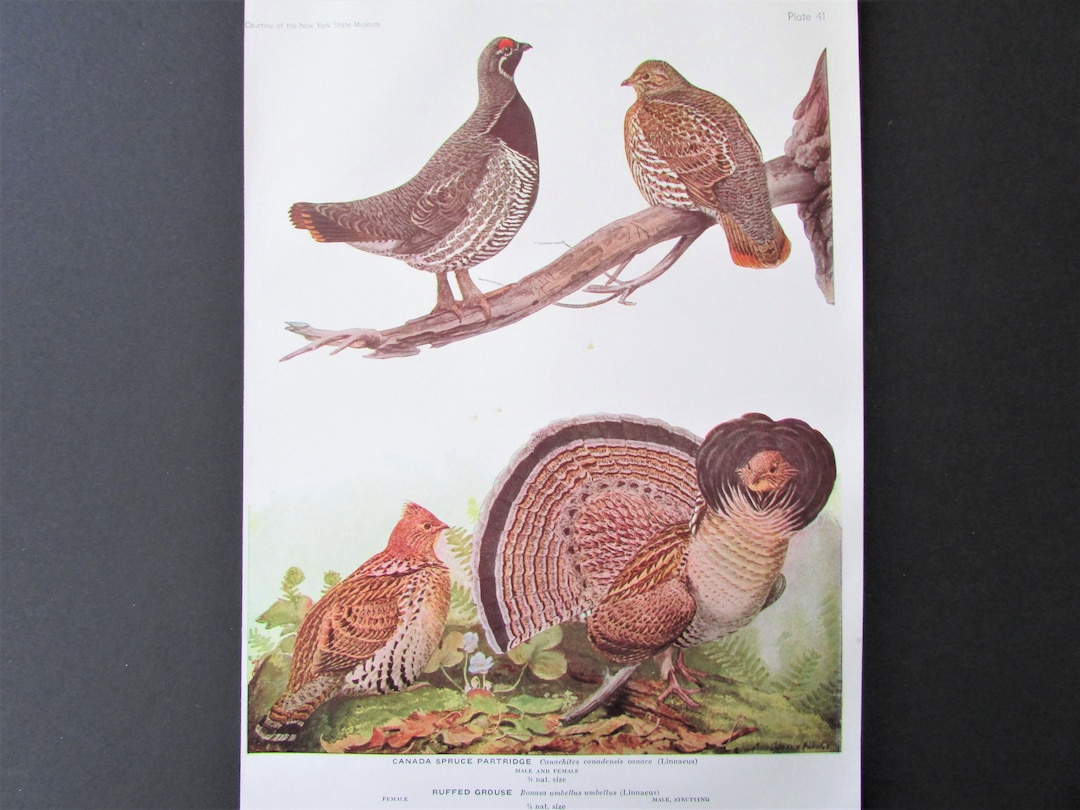 Partridge Cookbook Partridge & Grouse Bird Print, Book Plate/ 1930's Book Page Color Plate ...