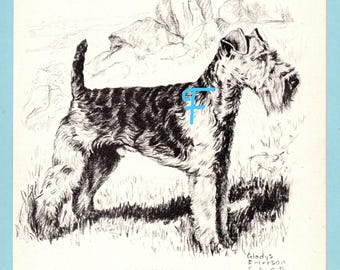 May include: A black and white ink drawing of a standing terrier dog with a textured coat, pointed ears, and a short tail. A light blue letter F is superimposed on the dog's side. The text CH. TWIN PONDS SUNTAN and Gladys Emerson Cook appear.