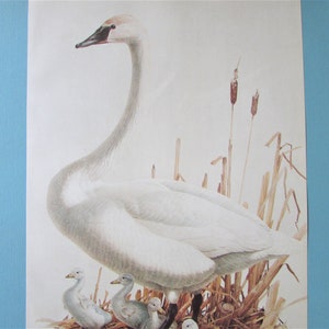 Trumpeter Swan Bird Art Print, Book Plate/ 1970&#39;s Water Bird, Fowl Book Page Color Plate by Lansdowne for framing/ 10 1/8 X 14 1/4&quot;
