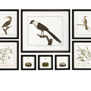 May include: Set of eight framed prints featuring black and white illustrations of birds and nests. The prints are in black frames and have a vintage aesthetic.