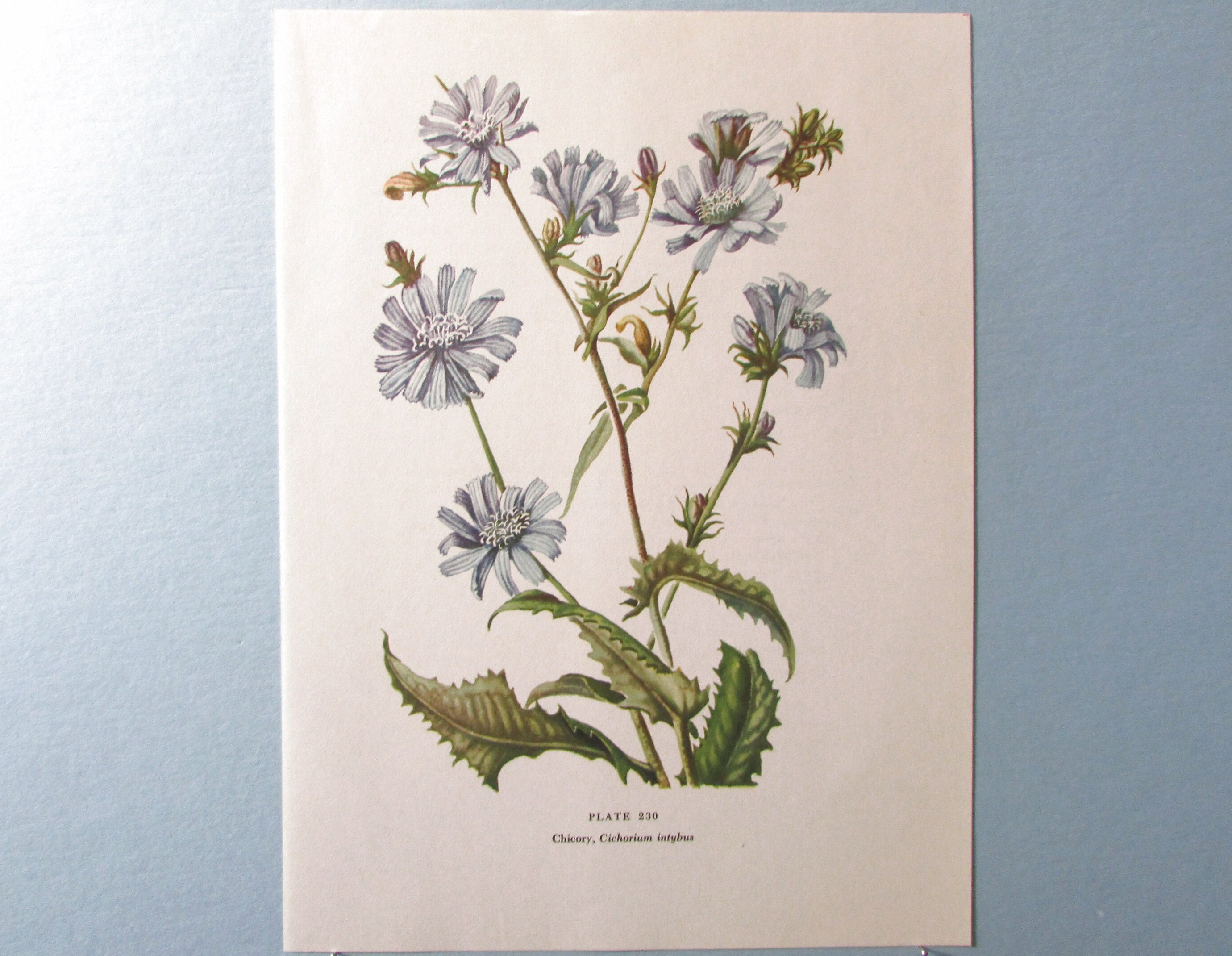 Wild Flower Chicory Botanical Art Print/ Vintage Blue Wildflower