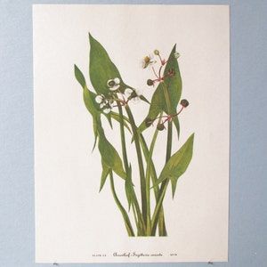 Puede incluir: Lámina botánica antigua que muestra Sagittaria sagittifolia, con hojas verdes alargadas y pequeñas flores blancas. Incluye el texto "PLATE 22" y el nombre científico. La obra de arte se presenta sobre un fondo claro.
