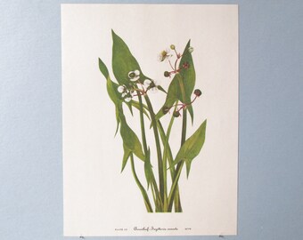 Wild flower Arrowhead Botanical Art Print/ Vintage Wildflower, Arrowleaf Book Plate 12 Lithograph Wall Art for framing/ 8" X 11"