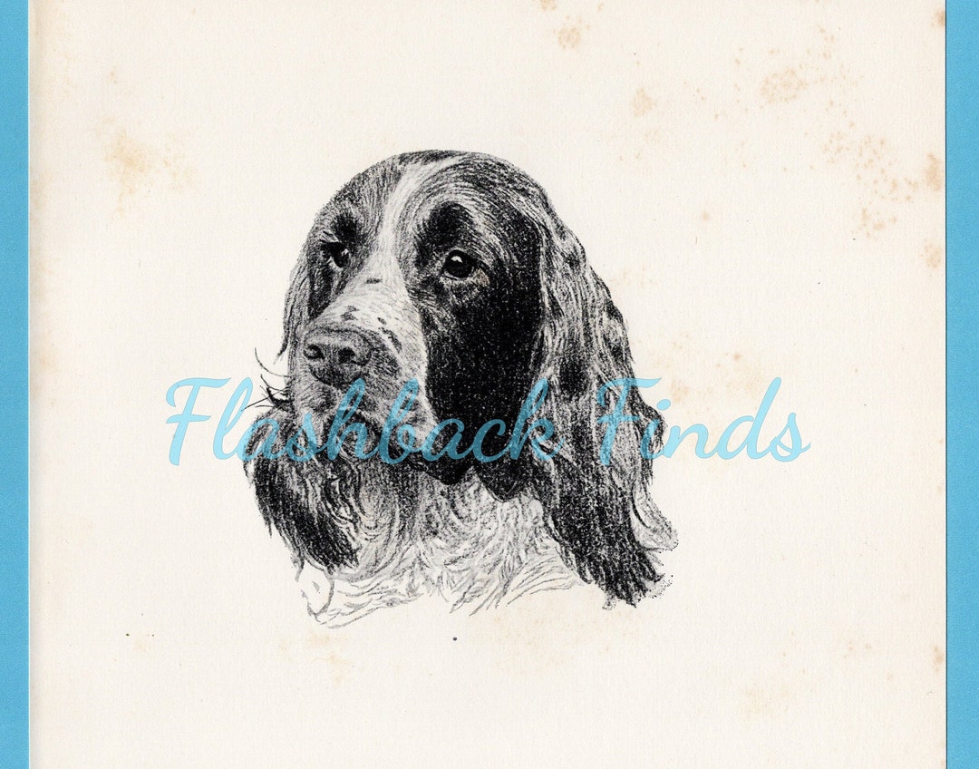 Springer Spaniel Print English Springer Spaniel Dog Art Print by C Francis Wardle/ 1935 ...