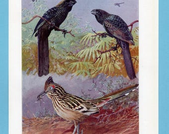 Può includere: Illustrazione vintage di tre uccelli. Due uccelli scuri appollaiati sui rami, e un corridore della strada sotto, che tiene una preda nel becco. L'opera d'arte presenta uno stile naturalistico con rappresentazioni dettagliate degli uccelli e del loro ambiente.