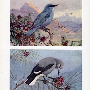 Op de afbeelding: Twee vogelillustraties. De bovenste afbeelding toont een blauwe vogel die op een tak met rode dennenappels zit, tegen een achtergrond van bergen. De onderste afbeelding toont een grijze vogel met zwart-witte markeringen, ook op een tak met dennenappels.