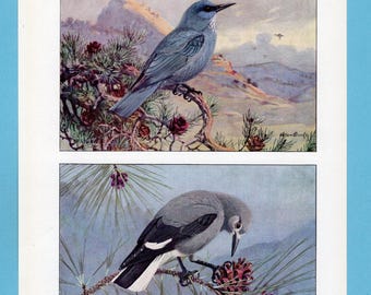 Può includere: Due illustrazioni di uccelli. L'immagine in alto mostra un uccello blu appollaiato su un ramo con pigne rosse, sullo sfondo di montagne. L'immagine in basso raffigura un uccello grigio con segni bianchi e neri, anch'esso su un ramo con pigne.