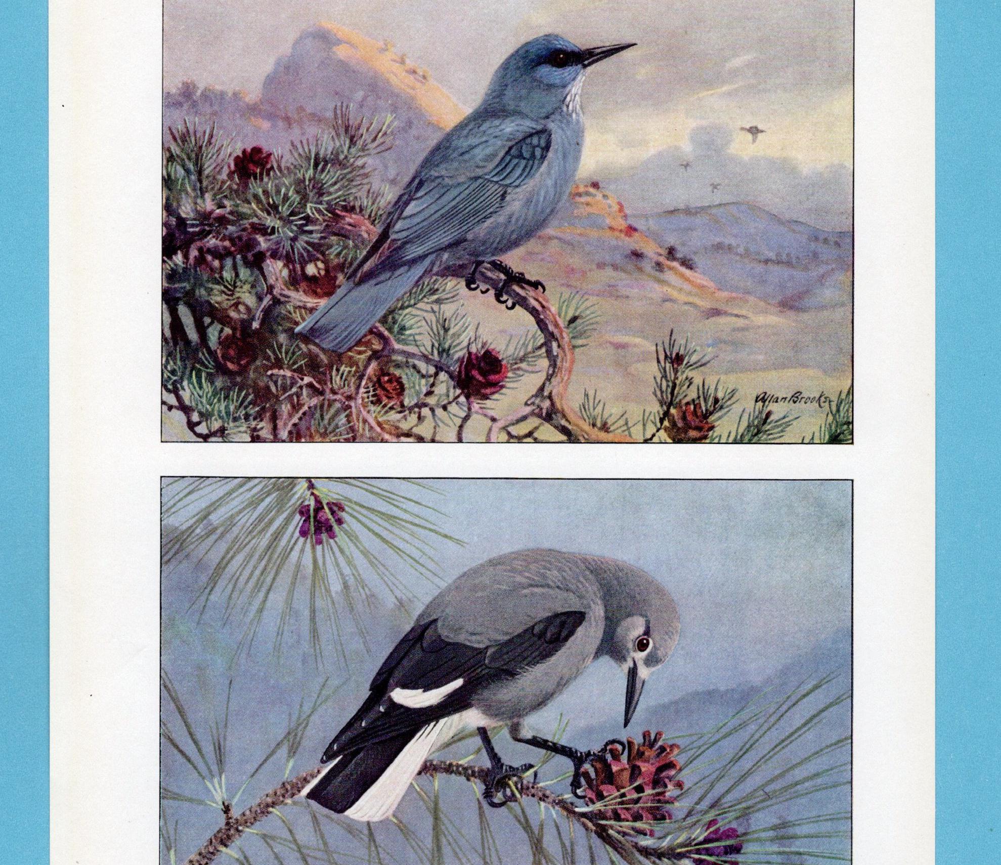 Clark's Nutcracker & Pinyon Jay Bird Art Print/ Woodland Birds