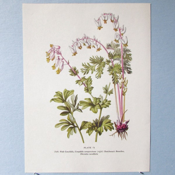 Wild flower Pink Corydalis Botanical Art Print/ Wildflower Dicentra Book Plate 71 Lithograph Wall Art to frame/ 7 3/4 X 10 3/8"