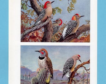 Può includere: Una stampa vintage con illustrazioni dettagliate di picchi. Gli uccelli sono raffigurati appollaiati su rami e cactus, mostrando il loro caratteristico piumaggio rosso, nero, bianco e marrone. Lo sfondo include paesaggi desertici e fogliame.