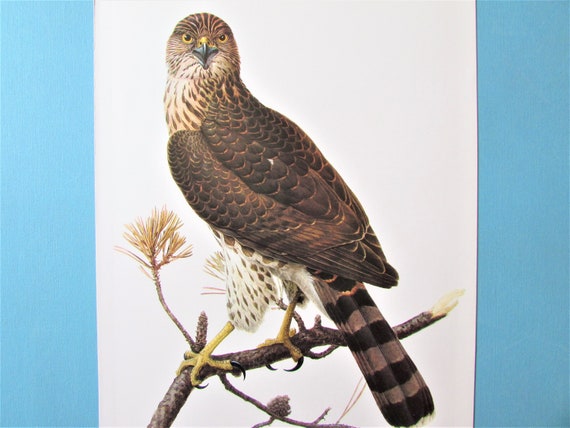 Cooper's Hawk Bird Art Print Book Plate/ 1970's Large | Etsy