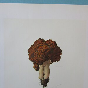 Gyromitra esculenta Mushroom Botanical Art Print, Color Plate/ Fungus Mycology Book Plate 10 Watercolour Wall Art for framing/ 9 1/2 X 13 image 6