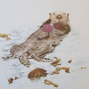 Sea Otter Art Print, Book Plate/ 1970&#39;s Large Book Page Color Plate by Glen Loates for framing/ 9 1/2 X 13 1/2&quot;