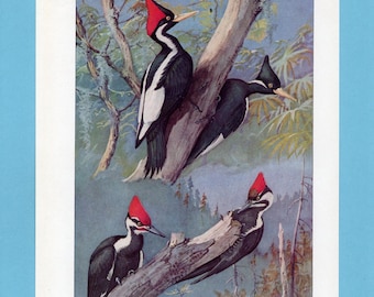 Può includere: Illustrazione vintage di picchi pileati appollaiati sui rami degli alberi. Gli uccelli hanno un piumaggio bianco e nero con creste rosse distintive. L'opera d'arte è ambientata sullo sfondo di una foresta con cielo blu.