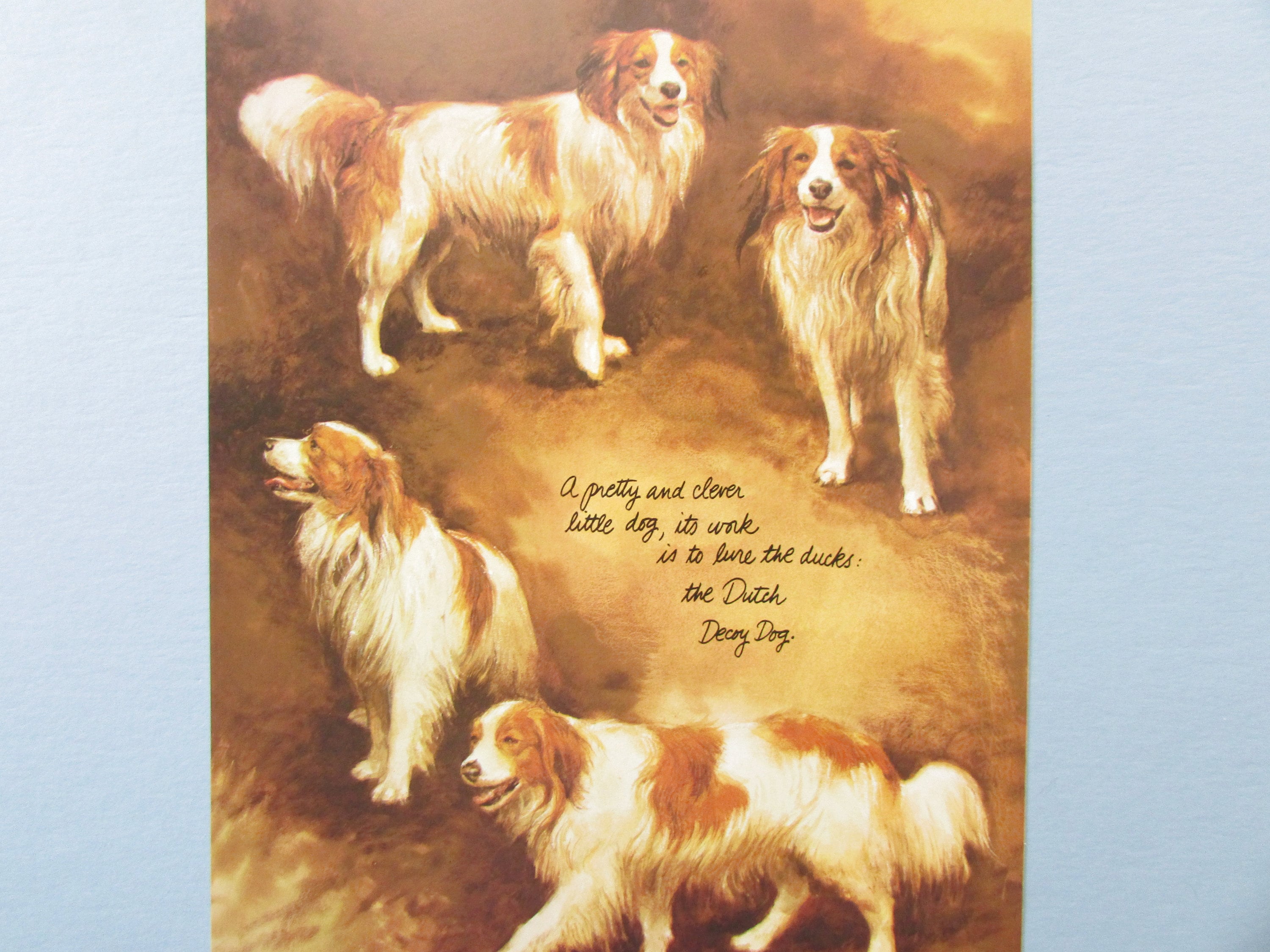 Kooikerhondje Dog Art Print/ Dutch Spaniel, Decoy Dog, Wall Art ...