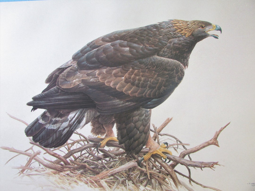 Golden Eagle Bird Art Print, Book Plate/ 1970's Large Bird of Prey Book ...