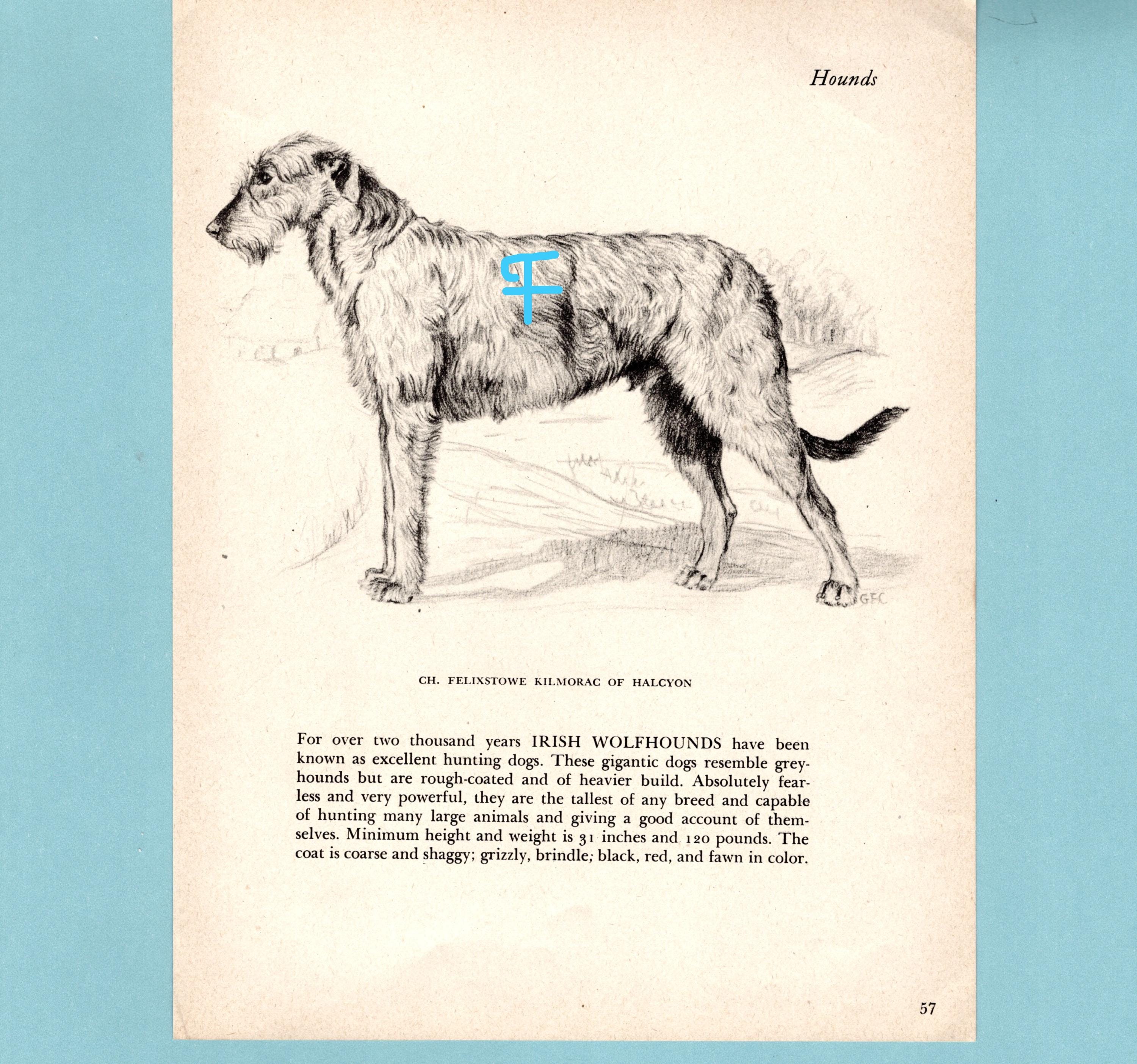 Irish Wolfhound Dog Art Print by Gladys Emerson Cook/ 1945