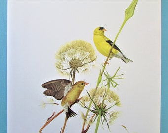 American Goldfinch Bird Art Print, Book Plate/ 1960's Large Forest Bird Book Page Color Plate by Lansdowne for framing/ 9 1/2 X 13"