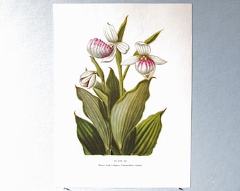 Puede incluir: Ilustración botánica de orquídeas zapatito de dama, con pétalos blancos y marcas rosas y moradas. La planta tiene hojas verdes grandes y está etiquetada como "Plate 36" con el nombre científico.