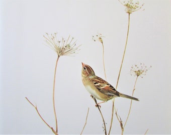 Field Sparrow Bird Art Print, Book Plate/ 1960's Large Woodland Bird Book Page Color Plate by Lansdowne for framing/ 9 1/2 X 13"