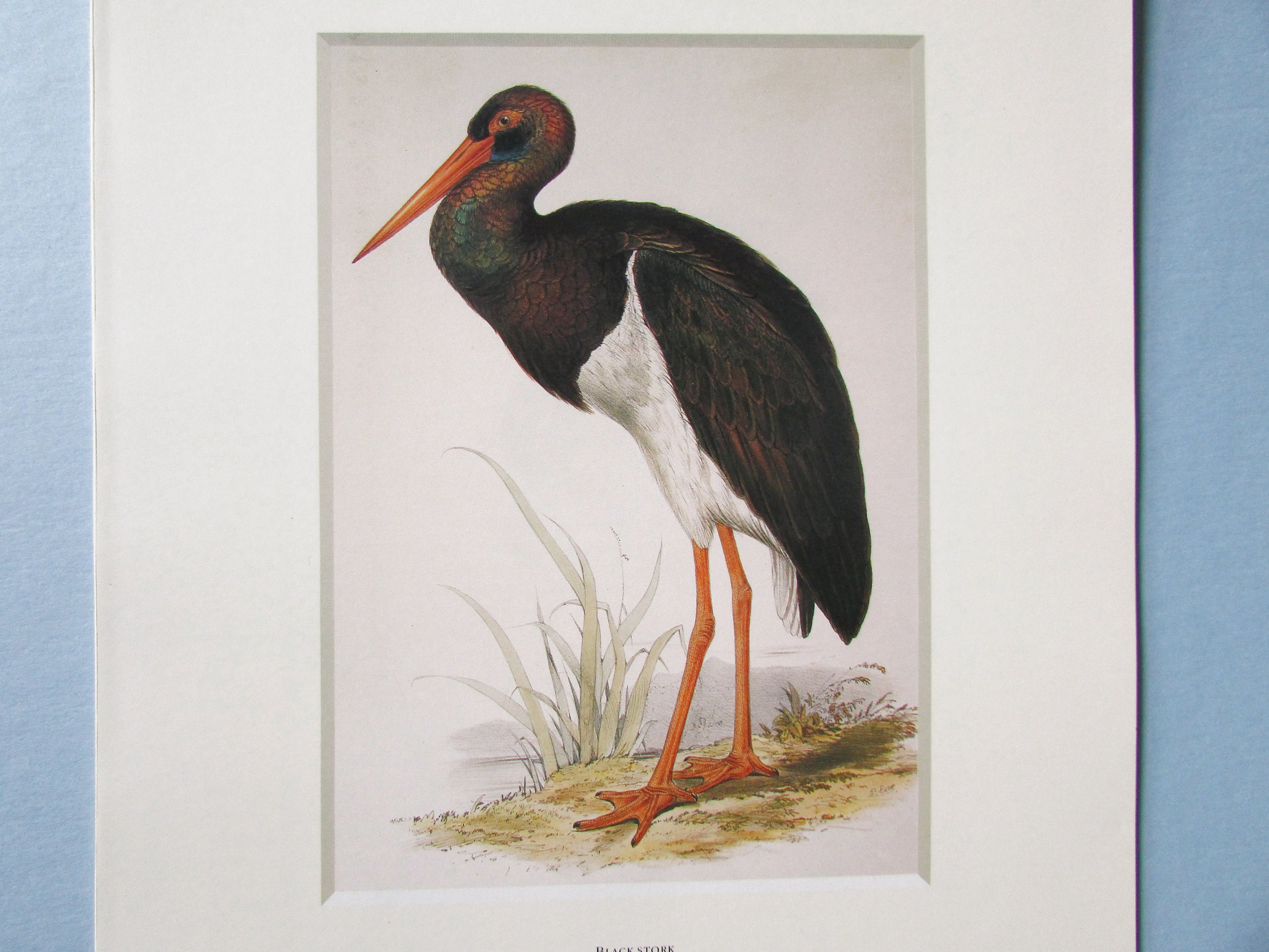 Kookaburra Bird Art Print, Book Plate/ 1700's Australian bird, colour ...