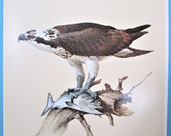 Osprey Bird Art Print, Book Plate/ 1960's Large Bird of Prey Book Page Color Plate de Lansdowne para enmarcar/ 9 1/2 X 13"