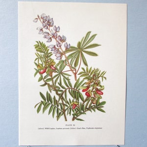 Wild flower Lupine Botanical Art Print/ Vintage Wildflower Book Plate 94 Lithograph Wall Art to frame/ 7 3/4 X 10 3/8"