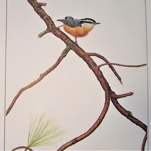 May include: A close-up of a small, brown and grey bird perched on a branch. The bird has a white breast and a black eye stripe. The branch is bare and brown. The background is white.
