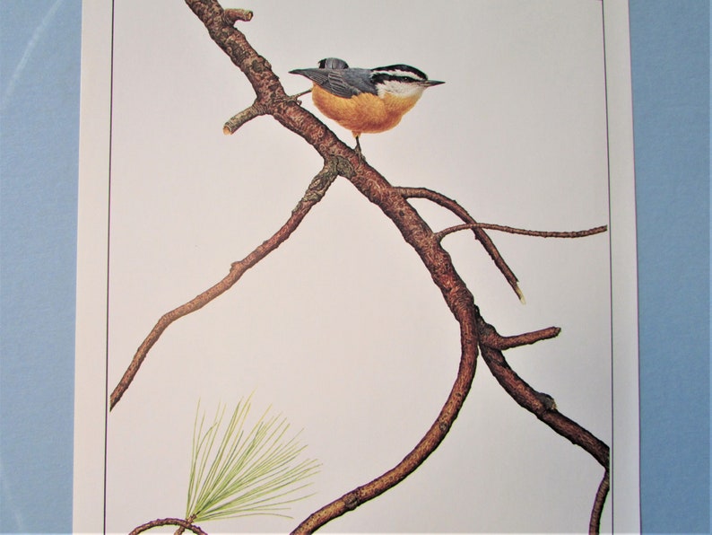 May include: A close-up of a small, brown and grey bird perched on a branch. The bird has a white breast and a black eye stripe. The branch is bare and brown. The background is white.