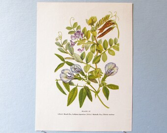 Wild flower Sweet Pea Botanical Art Print/ Vintage Beach Pea Wildflower Book Plate 97 Lithograph Wall Art to frame/ 7 3/4 X 10 3/8"