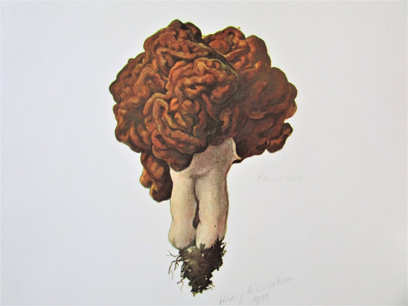 Gyromitra esculenta Mushroom Botanical Art Print, Color Plate/ Fungus Mycology Book Plate 10 Watercolour Wall Art for framing/ 9 1/2 X 13 image 3